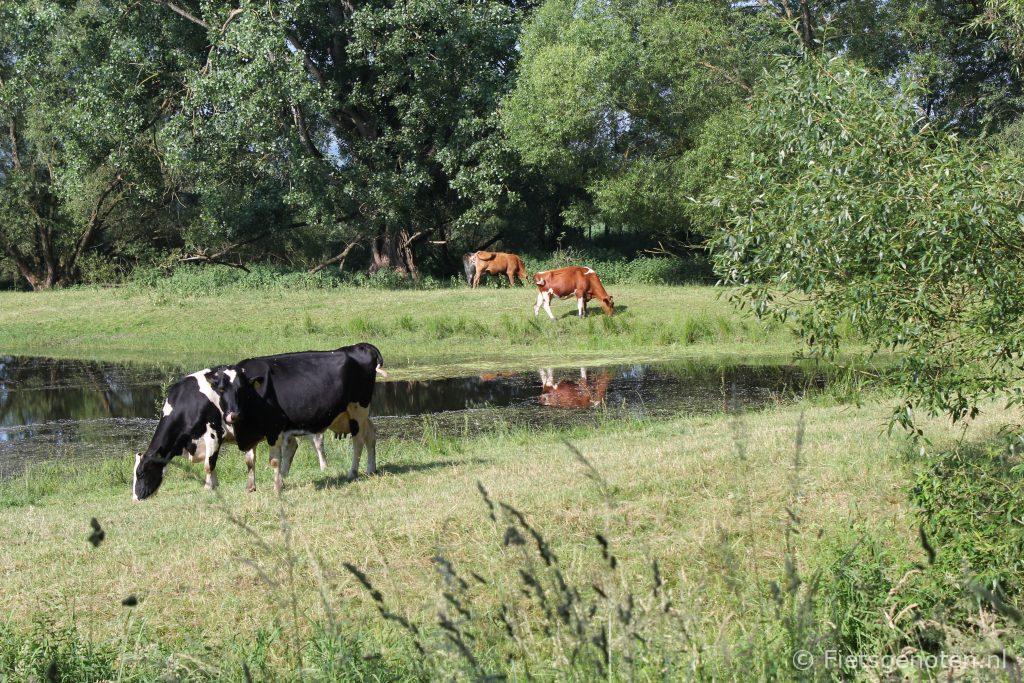 Koeien langs de Werra